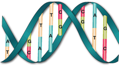 DNA Purine