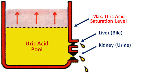 Block Uric Acid Outputs